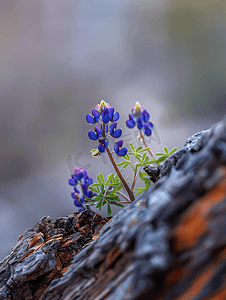 春季的叶子摄影照片_春季野花盛开的季节蓝帽花生长在倒下的木头上