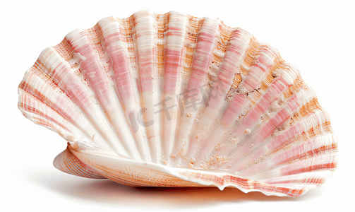粉红色的蛤蜊壳上白色孤立