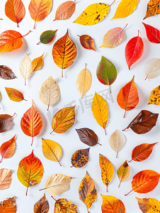 风景秋天摄影照片_各种颜色的树叶的秋天背景