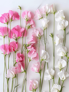 粉色和白色的香豌豆花