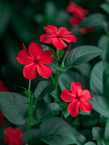 长春花的红色花朵该植物通常被称为长春花或长春花
