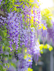 花园里美丽的紫藤花