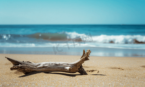 沙滩背景摄影照片_沙滩上的浮木