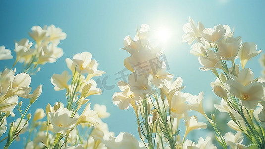 春季卡通花朵摄影照片_白玉兰花朵植物蓝天摄影照片