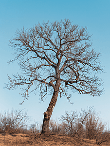 树枝元素摄影照片_干橡树天空映衬的一棵树没有叶子的干树枝