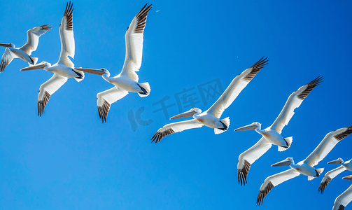 银河奥特曼摄影照片_弗雷加特鸟群飞翔蓝天背景墨西哥康托伊岛