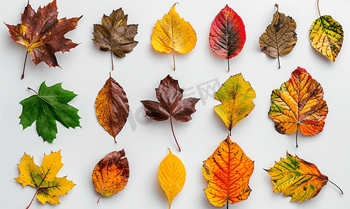 黄色秋季背景摄影照片_上面是各种斑驳的秋叶