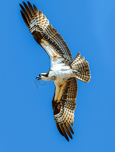 鱼鹰在蔚蓝的天空中飞翔