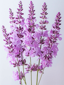 盛开的淡紫色快乐鼠尾草花