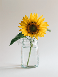 白色小花摄影照片_白色背景中玻璃罐中的黄色向日葵
