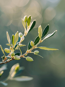 春天橄榄树树枝上橄榄花的嫩芽