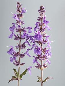 盛开的淡紫色快乐鼠尾草花