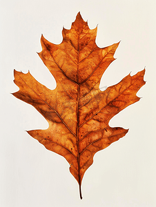 死卡通摄影照片_孤立的橡树上的棕色秋叶
