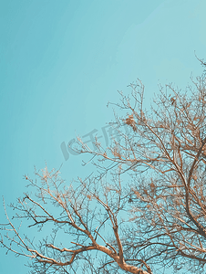 秋天美腿摄影照片_没有叶子的树枝天空下的一棵枯树