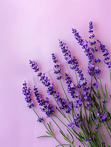 紫色标题摄影照片_柔和背景上由薰衣草花制成的花朵构图框架