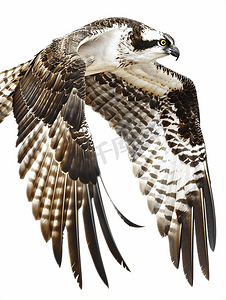 令人惊叹的鱼鹰在飞行中折叠翅膀