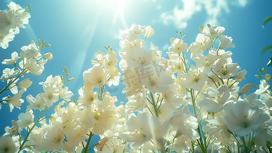 春季卡通花朵摄影照片_白玉兰花朵植物蓝天摄影照片
