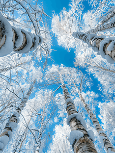 灌木丛景观摄影照片_桦树树干和寒冷的蓝色冬日天空
