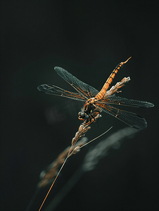 黑暗背景下蜻蜓栖息在干草叶上的特写