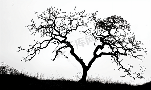白色无图案摄影照片_天空下的干树无叶树的黑色剪影