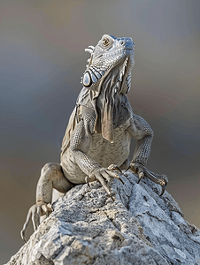 晒卡通摄影照片_灰鬣蜥在岩石上推举