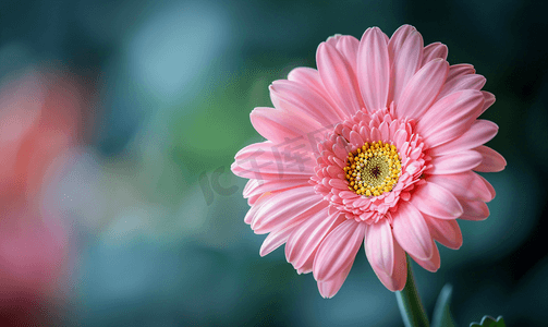 粉色非洲菊花心为黄色花瓣尖端为白色