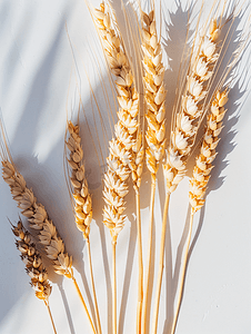 食品图形摄影照片_有机农业农场的谷物和麦穗