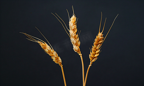 复古夏季背景摄影照片_耳朵成熟的小麦黑色背景
