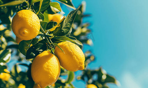 西西里岛蓝天白云下一棵树上长着黄色的有机柠檬