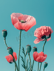 蓝色纸质背景摄影照片_蓝色背景前的粉色罂粟花和种子头