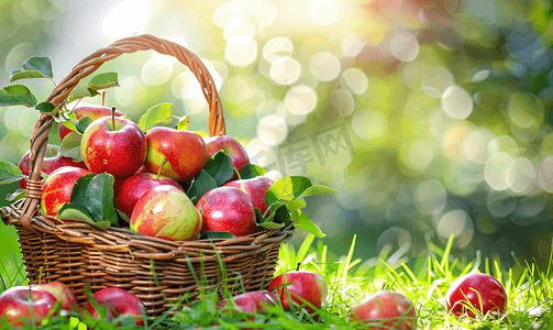 新秋季上新摄影照片_绿草上篮子里的红绿新摘苹果