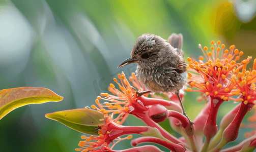 这只小鸟正站着吃着红穗花的心皮