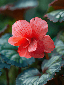 花园里的红色秋海棠花