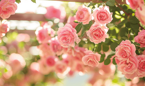 一朵淡粉色攀缘玫瑰生长在乔木上