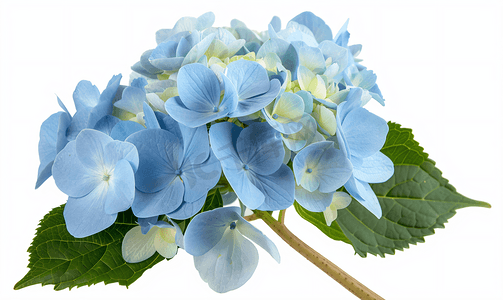 蓝色植物花卉摄影照片_新鲜的蓝色绣球花孤立在白色