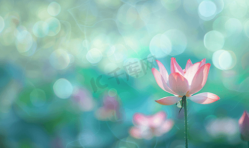 绽放莲花摄影照片_模糊柔和的绿色背景上的粉红色莲花