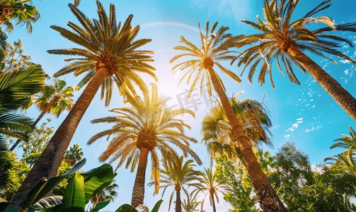 美容夏季摄影照片_有棕榈树的夏季花园