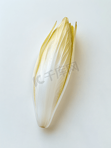 菊苣摄影照片_单一新鲜比利时菊苣菊苣分离