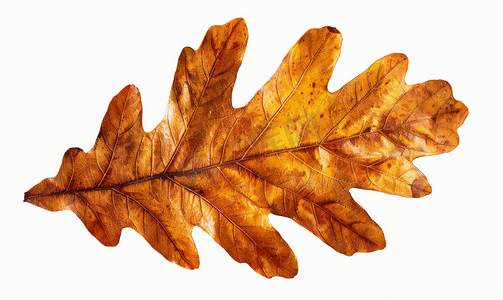 夏季叶子摄影照片_橡树的棕色叶子被白色隔离
