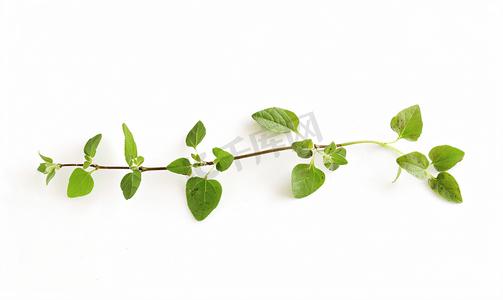 白色分离的新鲜牛至药草树枝