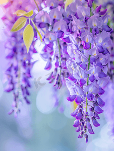 冬季开花摄影照片_花园里美丽的紫藤花