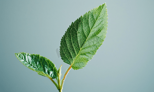 纹理玫瑰摄影照片_花园玫瑰植物分离的天然叶子