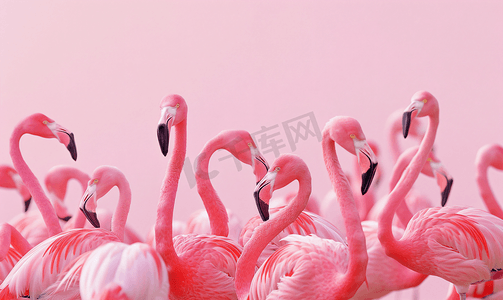 一群可爱的粉红色火烈鸟