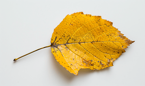 秋天美腿摄影照片_白桦树老落叶的背面