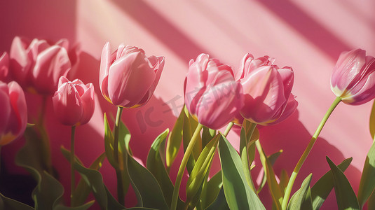 花朵郁金香粉红美丽摄影照片