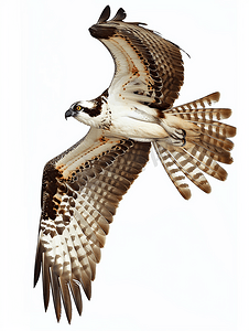 有翼的摄影照片_令人惊叹的鱼鹰在飞行中折叠翅膀
