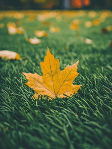 足球草坪图案摄影照片_浅景深人造草上的黄色落叶