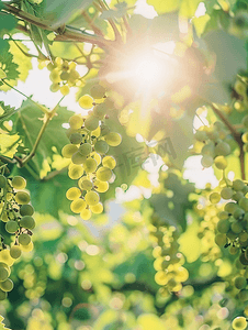 阳光明媚、风和日丽的天气中葡萄的绿叶