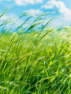 有风的摄影照片_夏日里刮风的绿草