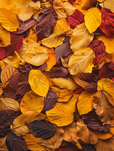 杂色纹理摄影照片_各种颜色的树叶的秋天背景